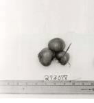 Click for 1 image(s) for this accession. FRUIT
